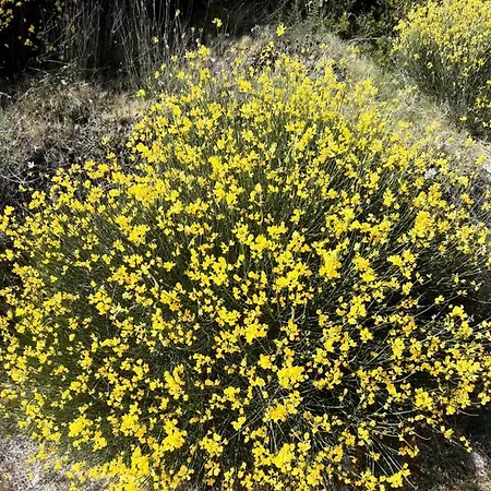 شقة Iva بوداكا